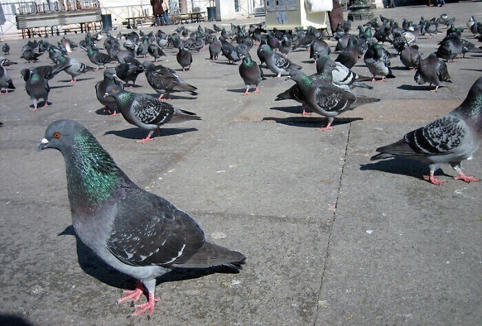 26. В Венеции запрещено кормить голубей