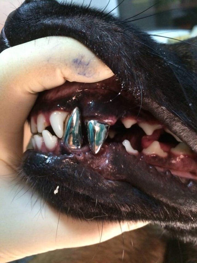 Собачьи зубные импланты