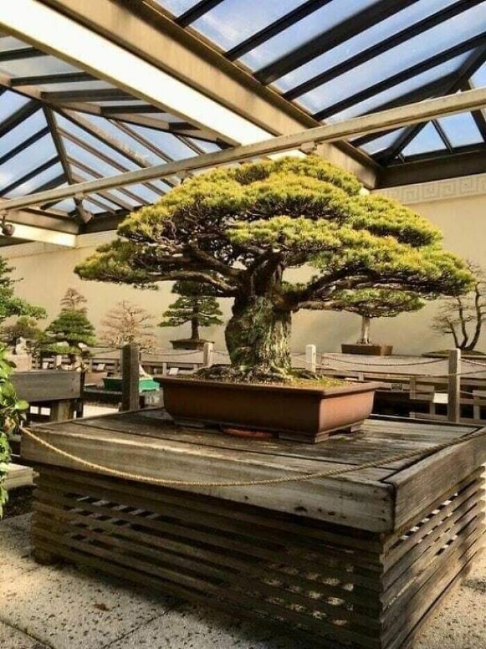 Это 400-летнее дерево бонсаи - всеяпонская знаменитость: оно пережило бомбежку Хиросимы