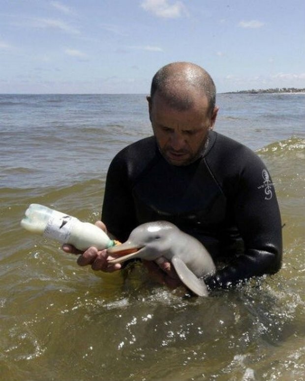 Этот дельфинёнок лишился мамы