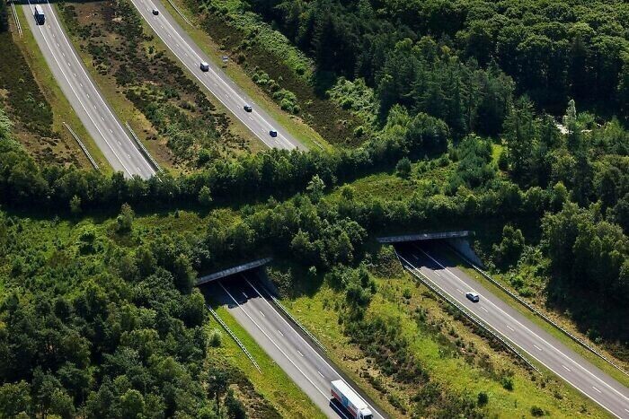 4. Экодук (мост для перехода трассы животными) через автостраду A1 Highway, Велюве, Нидерланды