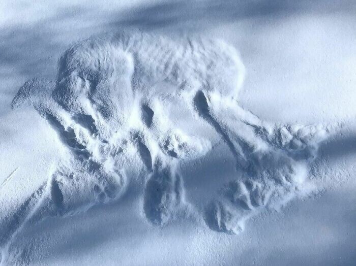 "Нашел место ночевки волка в снегу. Даже ребра отпечатались"