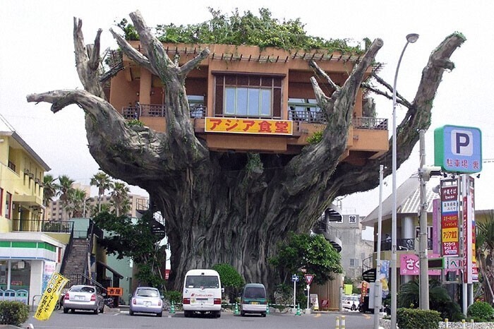 Ресторан на дереве, Окинава