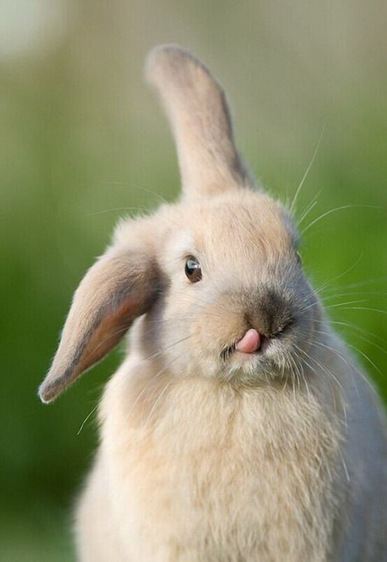 Кролики: почти как котики, только уши длиннее