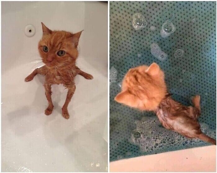 Вот почему коты ненавидят воду