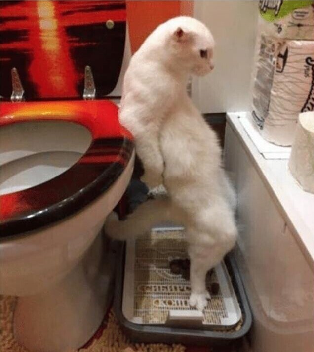 "Что не так с моим котом? Вот как он ходит в туалет"