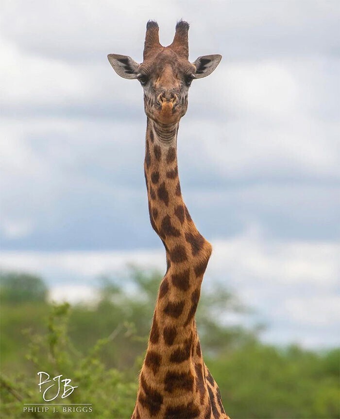 Жираф, у которого поврежден позвоночник