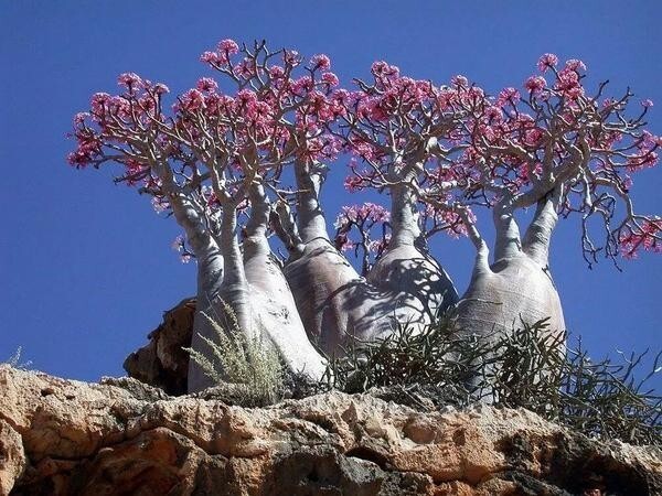 Деревья острова Сокотра выглядят инопланетными