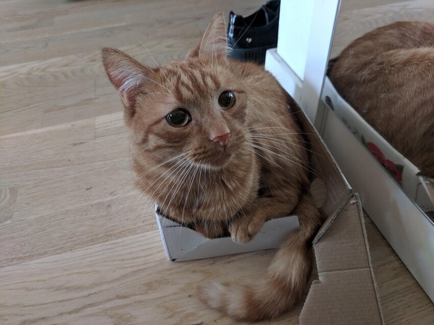 15 котиков, которые обожают коробки