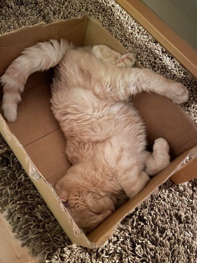 15 котиков, которые обожают коробки