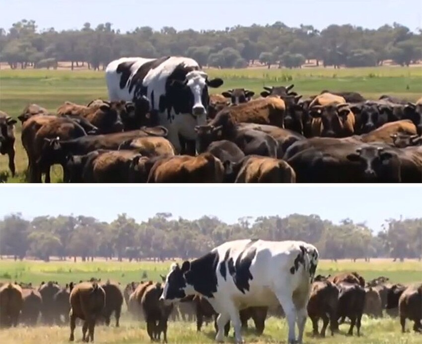 Гигант среди коров