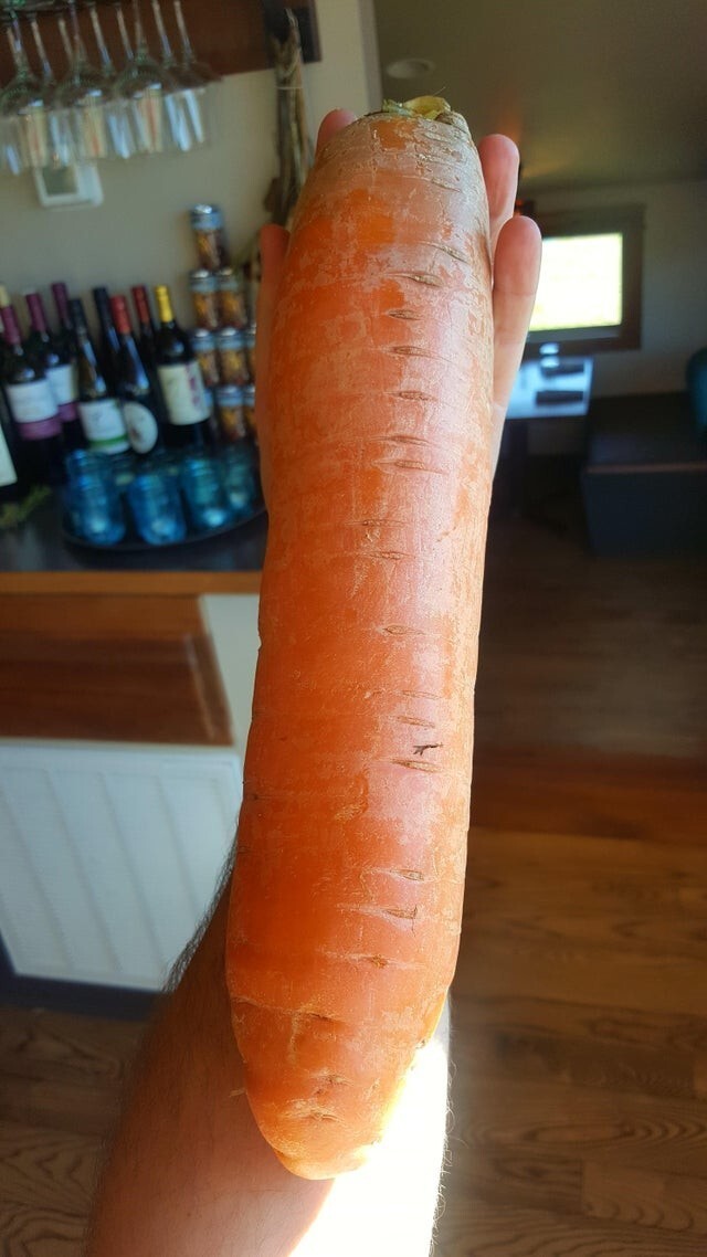 Гигантская морковь