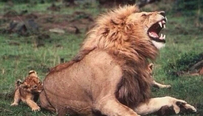 Львы "поощряют" охотничьи инстинкты своих львят, притворяясь, что им больно во время игры