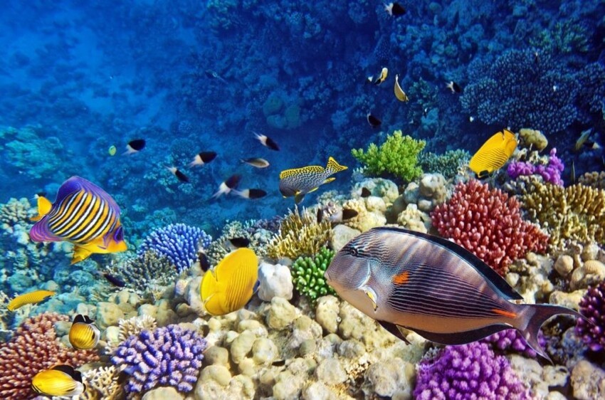 6. В океане обитает почти 95% живых организмов