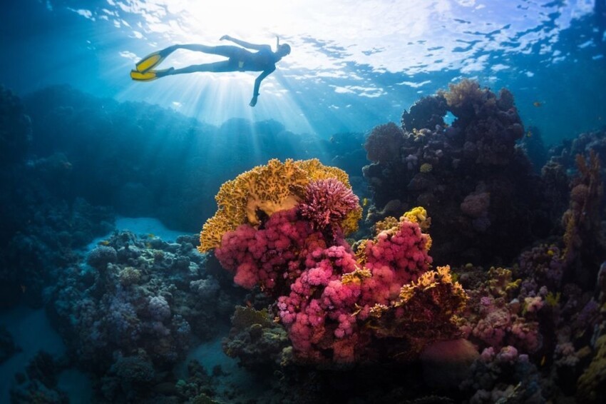 7. Кораллы производят свое собственное солнцезащитное средство