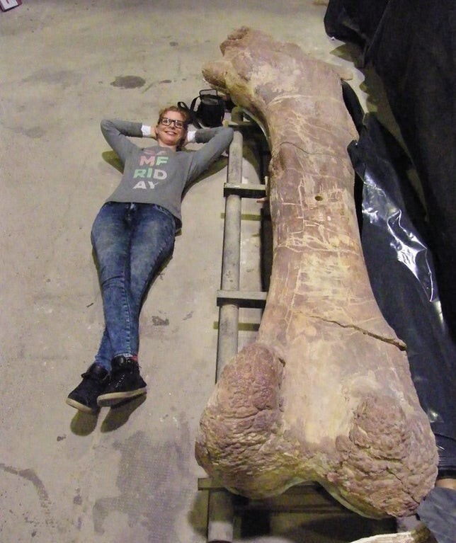 Бедренная кость патаготитана, одного из самых больших завроподов, которые когда-либо существовали, по сравнению с человеком