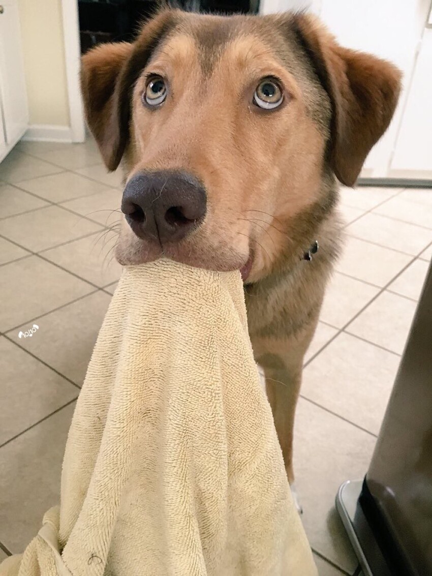 Это Киплинг. Он заметил, что я забыла взять полотенце в душ, и принес его сам