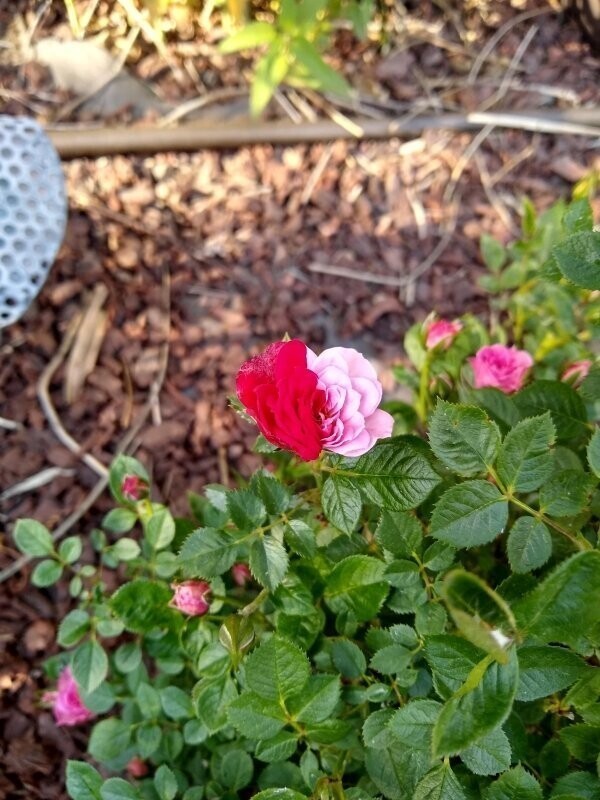 Красно-розовая роза делится цветом на две идеальные половины