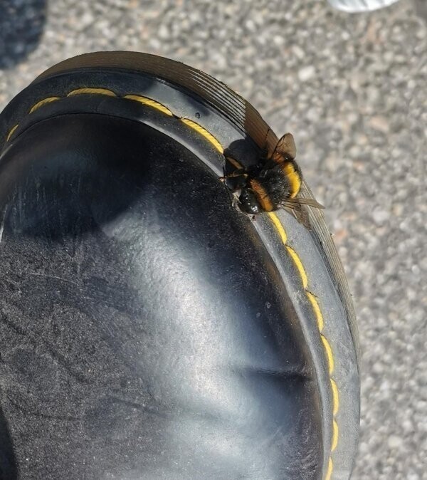 Рисунок на теле пчелы идеально совпал со швом на ботинке