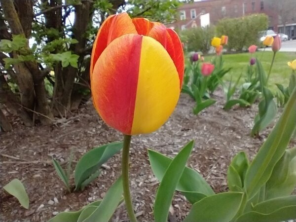 НЕобыкновенный лепесток тюльпана - наполовину красный, наполовину желтый