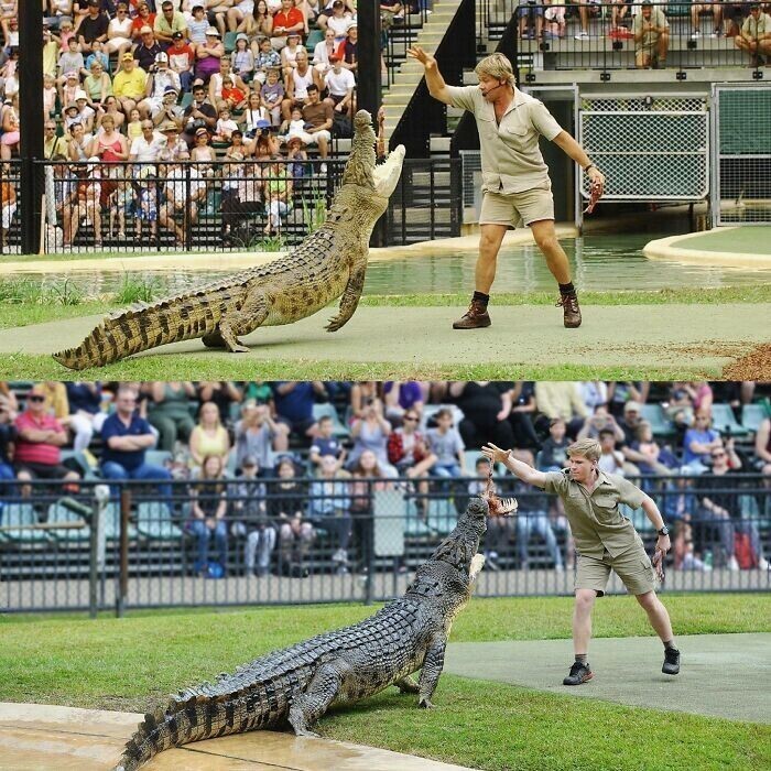 11. Стив Ирвин и Роберт Ирвин кормят одного и того же крокодила, разница в снимках - 15 лет