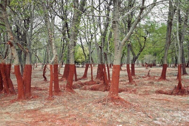Покрытые алюминиевой пылью нижние стволы деревьев - результат аварии на алюминиевом заводе в Венгрии