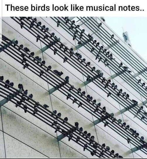 Птичьи ноты