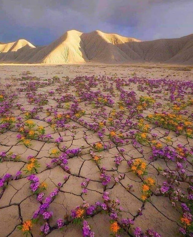 Редкое пустынное цветение в пустыне Атакама