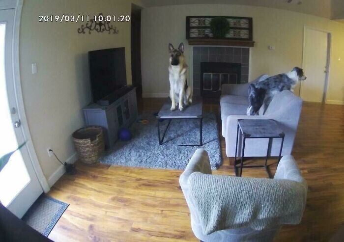"Установил камеру, чтобы узнать, что мои собаки делают, пока меня нет"