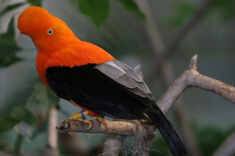 Это андский скальный петушок - национальная птица Перу. Неординарный приятель: