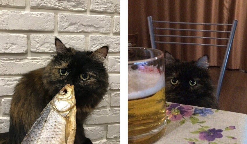 15 рыбов с котиками: красивое