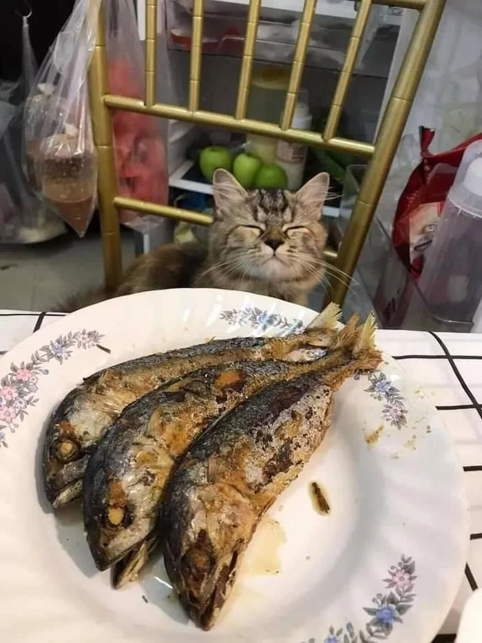15 рыбов с котиками: красивое