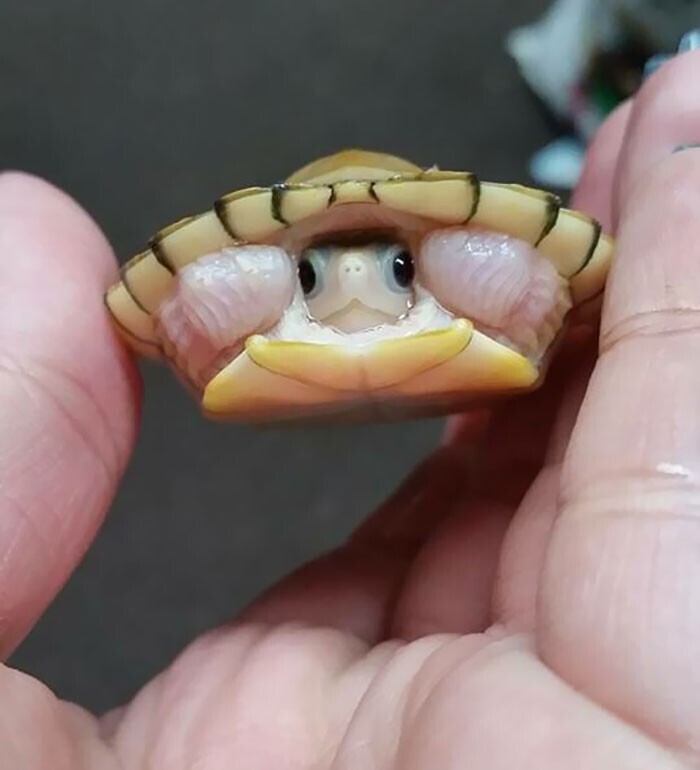 Недавно родившаяся черепаха