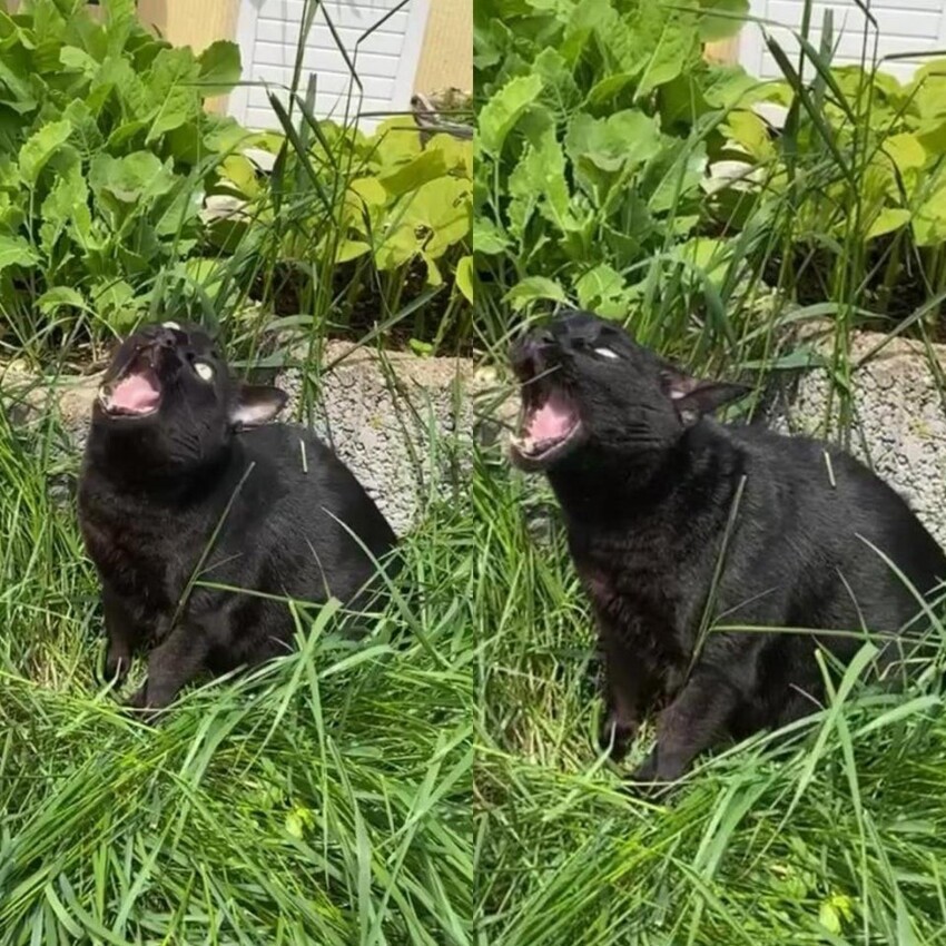 Кошка не знает, как жевать траву, когда её слишком много