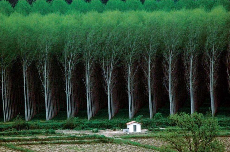 Идеально посаженные деревья