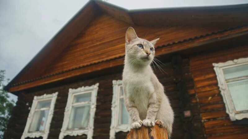 Вечерняя порция котиков