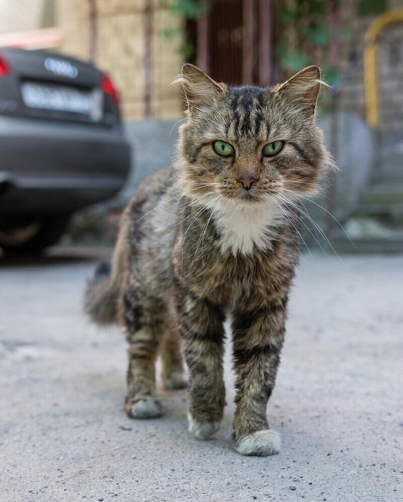 Вечерняя порция котиков