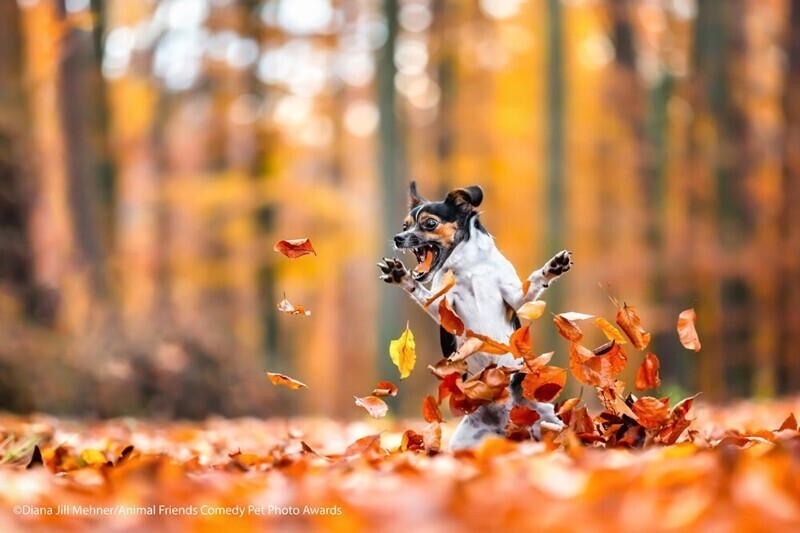 "Вот как мы любим осень", Diana Jill Mehner