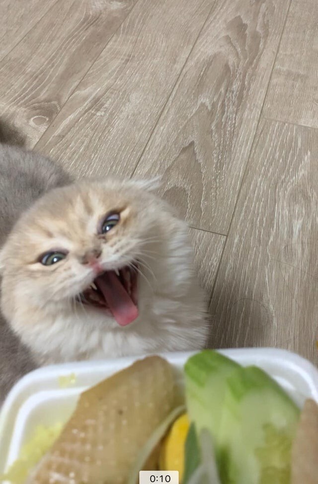 Моя кошка почему-то всегда недовольна, когда я ем