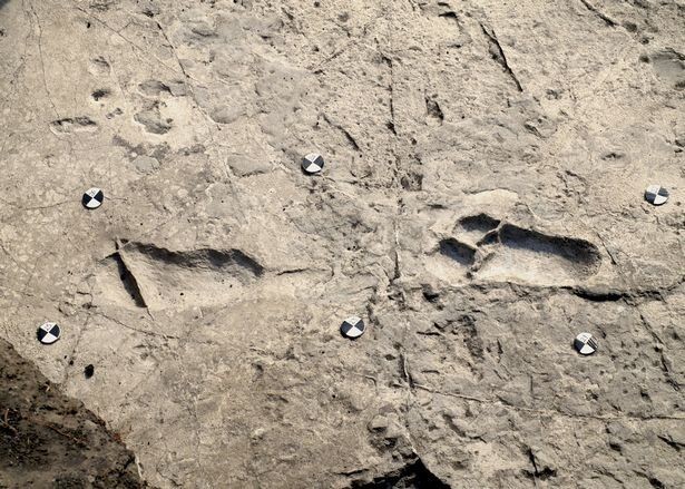 Следы в ущелье Олдувай, Танзания, являются старейшими следами человеческих предков в мире. Им 3,6 миллиона лет