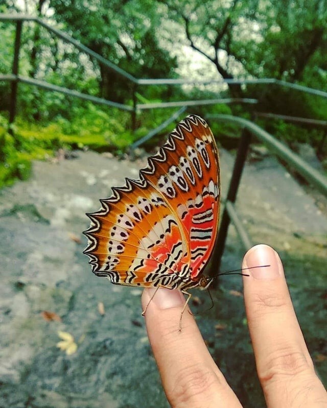 Маска крика на крыльях бабочки, Индия