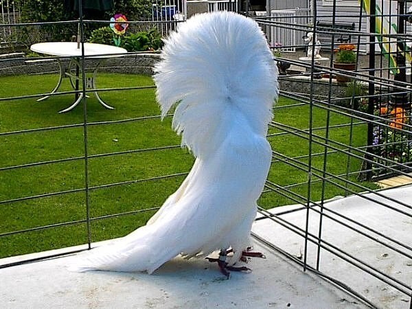 Причудливый голубь