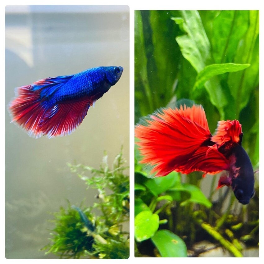 Рыба полностью поменяла цвет за два месяца