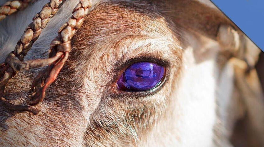 Глаза оленя зимой становятся голубыми, поэтому они могут видеть при слабом освещении