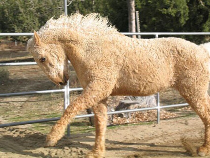 Башкирская кудрявая лошадь кажется сделанной из песка