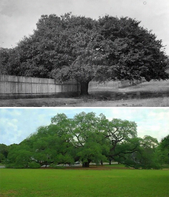 Большой дуб в Томасвилле, Джорджия, 1895 - 2020