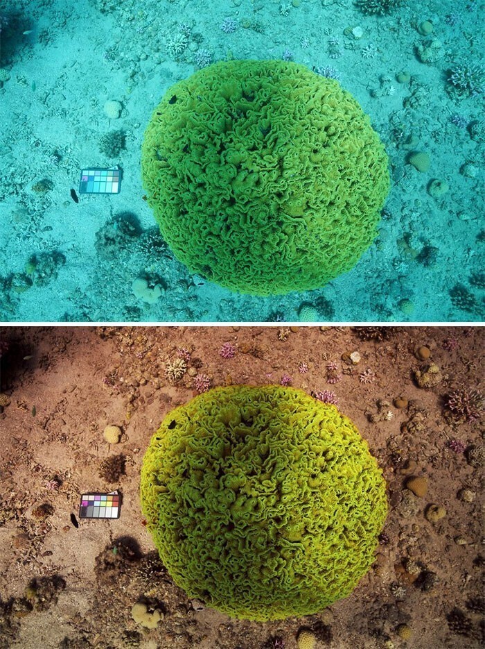 15. Ученые создали алгоритм "Sea-Thru", который изменяет подводные фотографии, чтобы показать, как на самом деле выглядят цвета