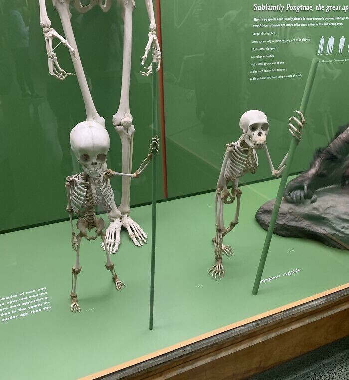 41. Сравнение скелетов человека и шимпанзе