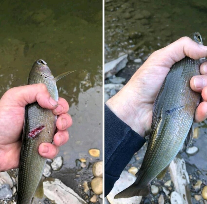Рыбак поймал ту же рыбу через полтора месяца