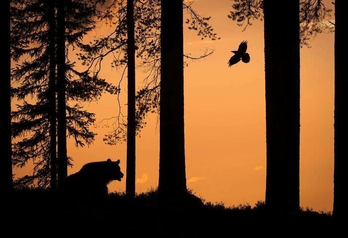 20. "Медведь и ворон", снимок года по версии конкурса фотографии финской природы